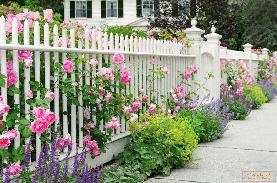 Білий паркан з трояндами