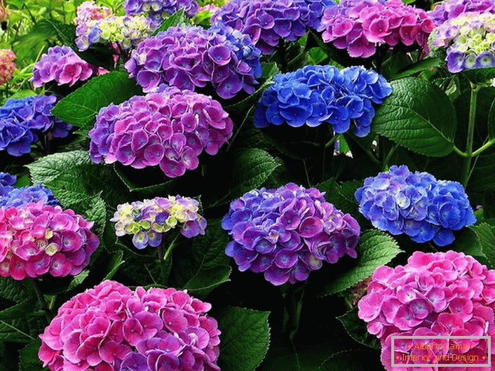Різнобарвні суцвіття гортензії. Блакитні, рожеві, фіолетові квіти гармонійно перегукуються між собою.