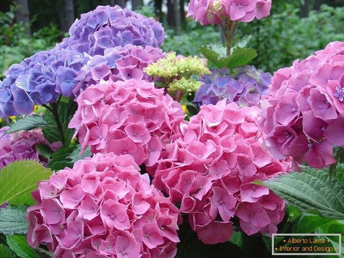 Ніжно-рожеві і блідо-фіолетові суцвіття - фаворити серед сучасних садівників.