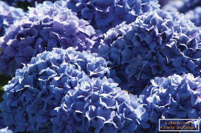 Фіолетові квіти садової гортензії зібрані в об'ємні, пишні суцвіття округлої форми.