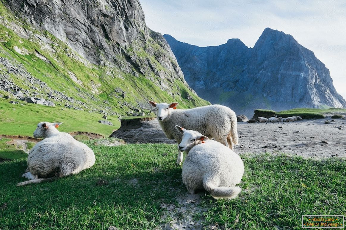 Стадо овець в горах Норвегії
