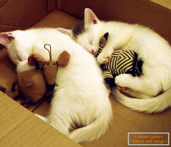 Два сплячих кошеня в обнімку з іграшками