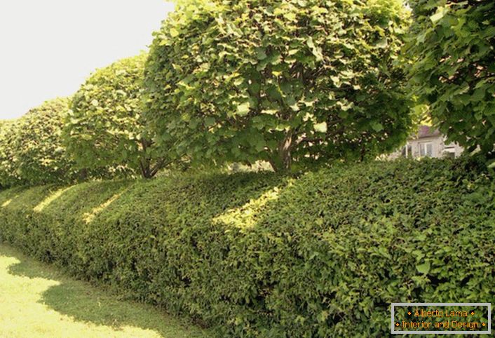 Живі стіни, огорожі, бардюр будуть радувати не тільки естетично, але екологічно позитивно сприймаються на території садів і парків.