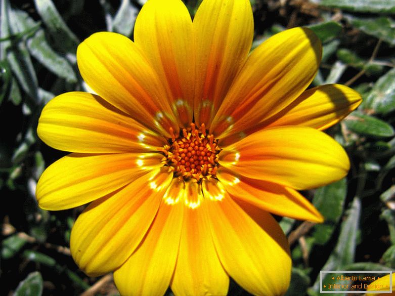 Ніжно-жовта квітка
