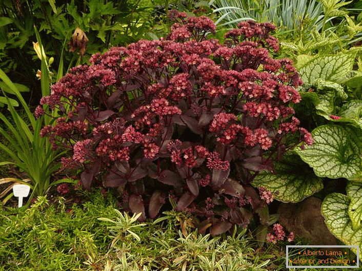 Улюблений садівниками і ландшафтними дизайнерами очиток пурпурний з насиченим кольором суцвіть і листя.