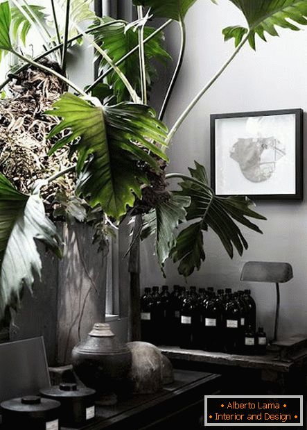 Кімнатна рослина з великим листям