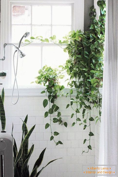 Рослини в оформленні ванної
