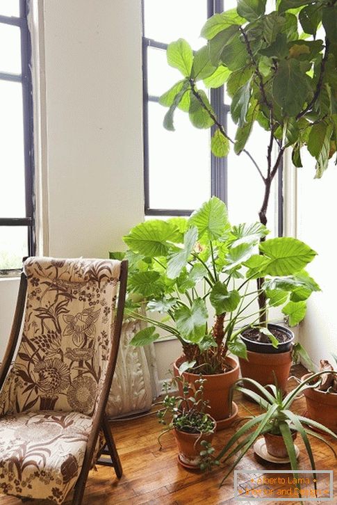 кімнатні растения за креслом