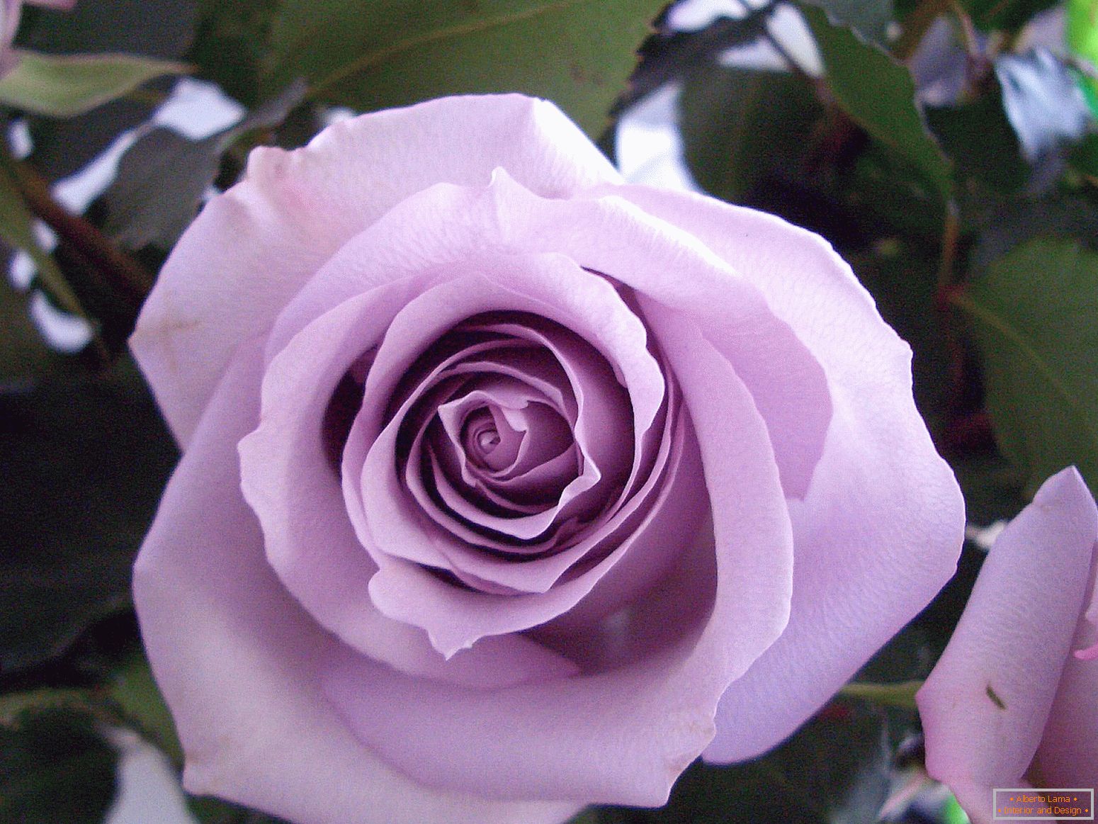 Сорт троянди фіолетового кольору