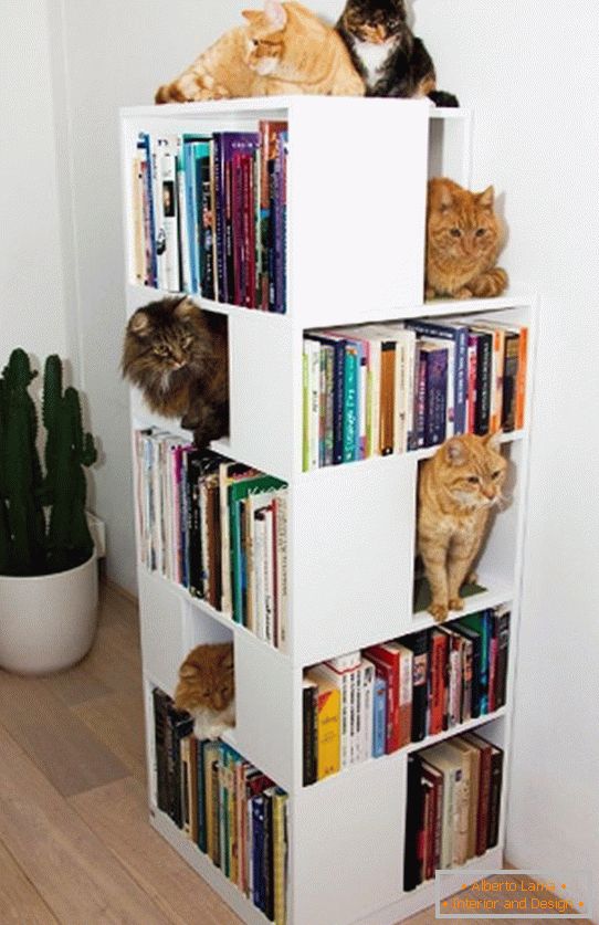 Полиці для кішок в книжном стеллаже