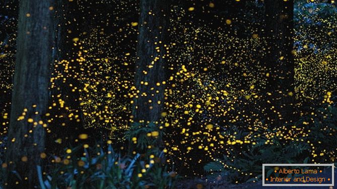 Казкові золоті світлячки від японського фотографа Юкі Каро