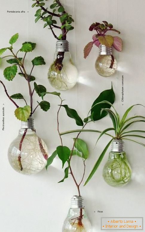Як цікаво поставити кімнатні рослини