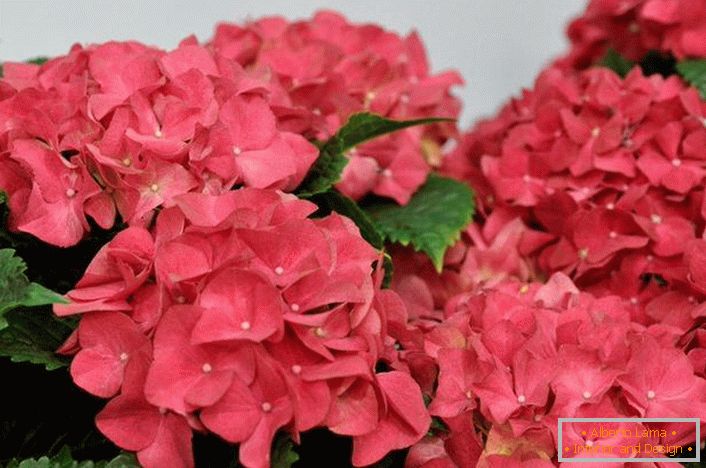 Яскраво-рожеві квіти гортензії