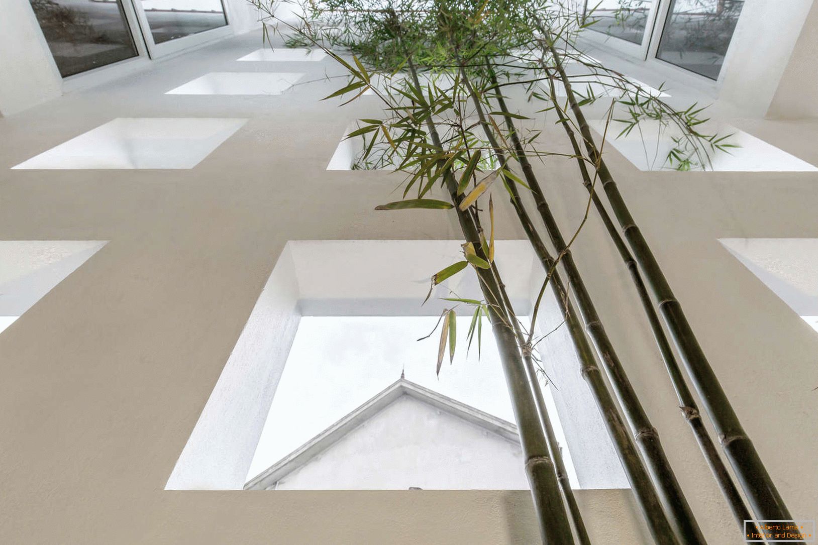 Бамбук в вузькому бетонному будинку