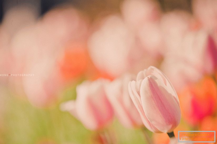 Ніжне фото тюльпанів