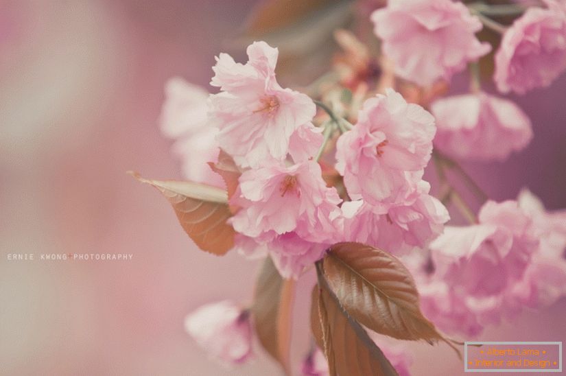 Фотографии цветов Ерні Квонг
