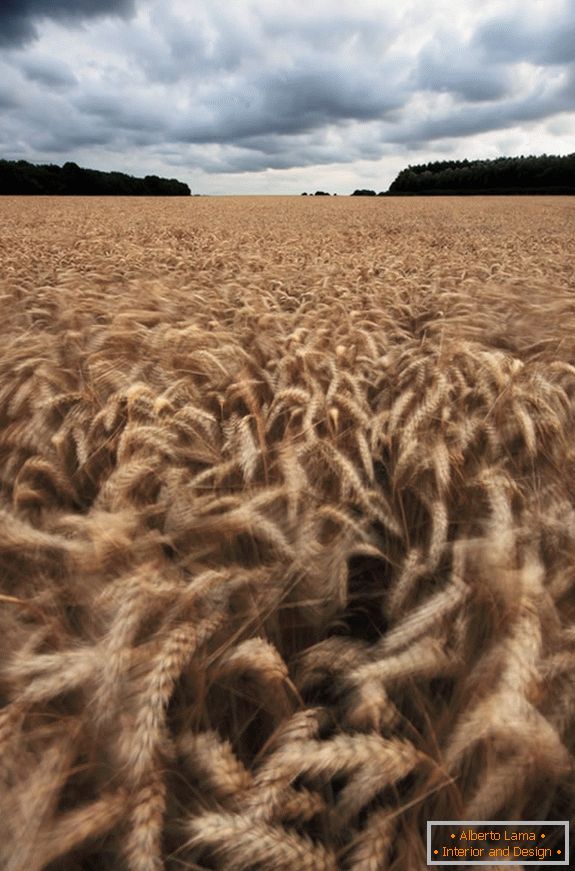 Похмура погода над пшеничним полем