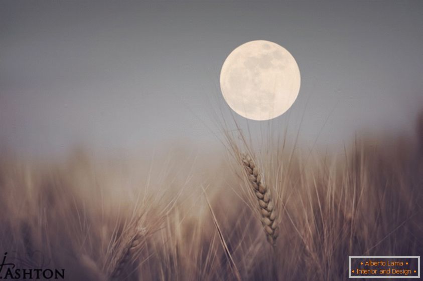 Місяць на тлі пшениці