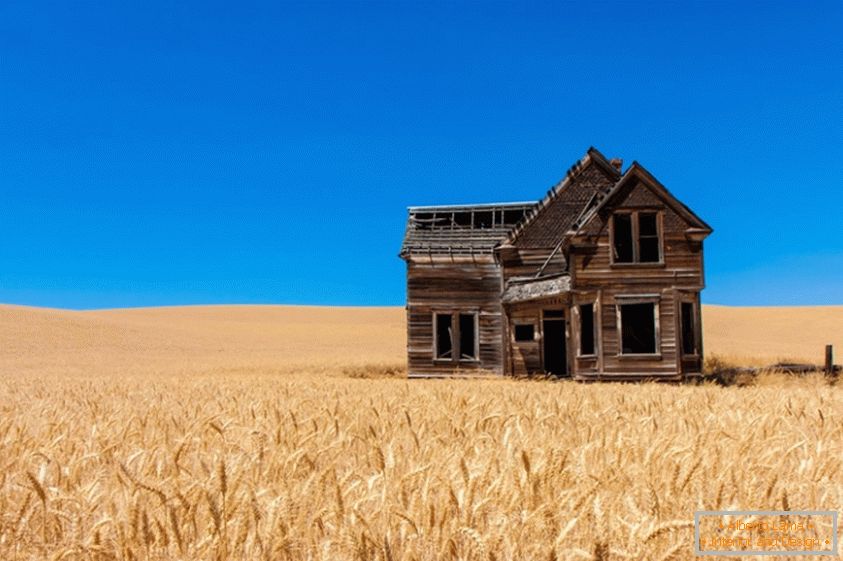 Старий будиночок в пшеничному полі