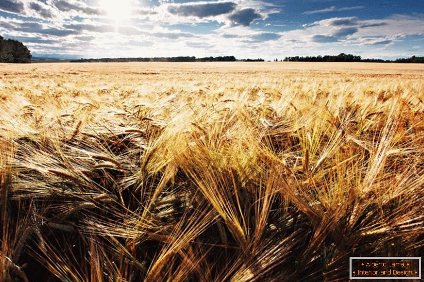 Пшеничное поле, фотограф Джонатан Коу