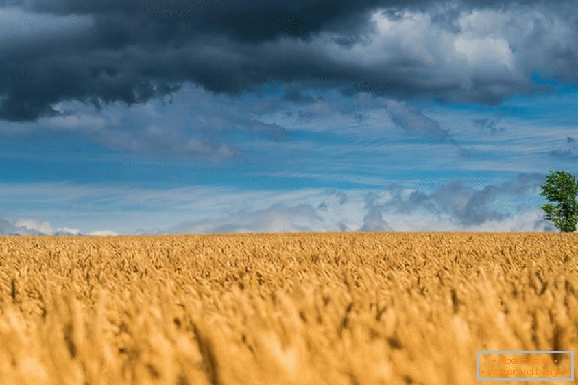 Чудові фотографії пшеничних полів