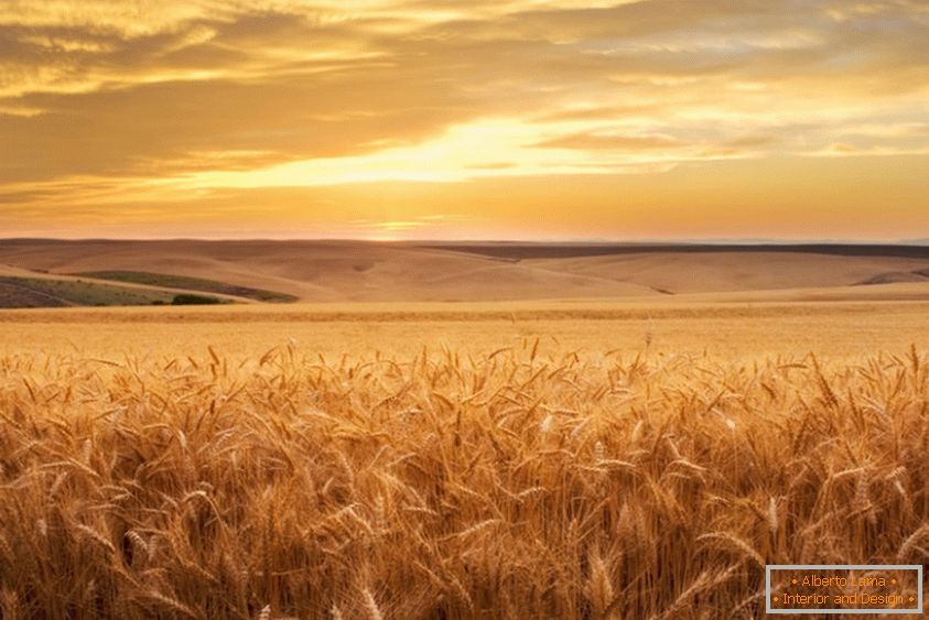 Золоте пшеничне поле від фотографа Brent Elsberry